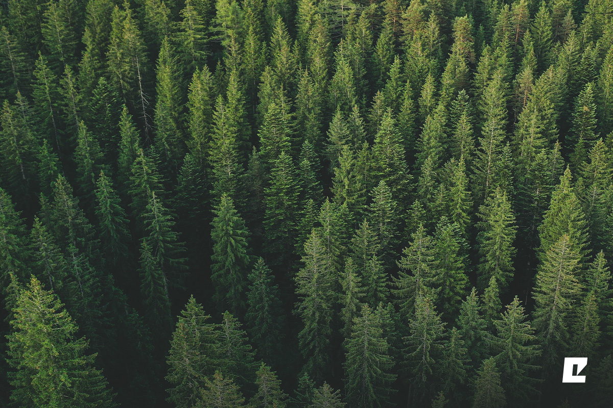 Eko-Okna FSC™ tanúsítvánnyal. Fektessen be tudatosan a jövőbe